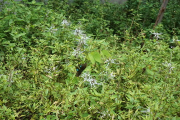 Butterfly is flying in a field of green plants