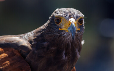 Buse de Harris et son regard perçant