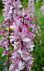 In nature, a rare plant blooms Red Book plant Dictamnus albus