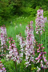 In nature, a rare plant blooms Red Book plant Dictamnus albus