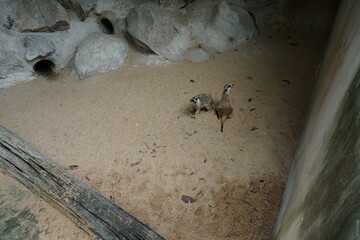 Two baby animals are standing in a sandy area