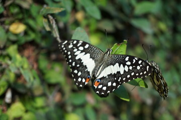 Butterfly is flying in the air above a green bush