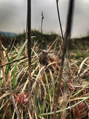 A garden snail with prominent antennae navigates through a dense field of dry grass and small red succulents, captured up close with a soft, blurred background under an overcast sky.