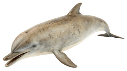 Extinct animal Baiji isolated on white or transparent background