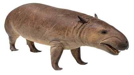 Extinct animal narrow ridged finless porpoise isolated on white or transparent background