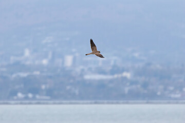 Kestrel (Falco tinnunculus) widespread bird of prey found across Europe Asia and North Africa in open habitats