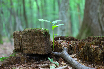 A tiny green sprout emerges from an old, moss-covered tree stump. In the blurred background, a green forest creates a sense of freshness and new life among ancient trees. Nature demonstrates its conti