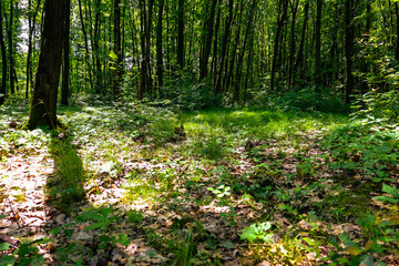 A spring forest is filled with light and shadows falling on the soft ground covered with dry leaves. The tree trunks and dense greenery create an atmosphere of tranquility and natural beauty.
