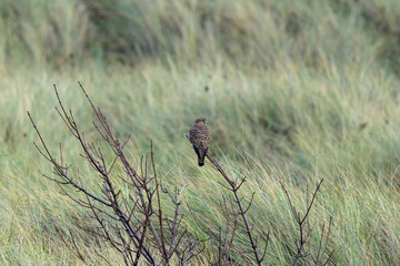 Kestrel (Falco tinnunculus) widespread bird of prey found across Europe Asia and North Africa in open habitats