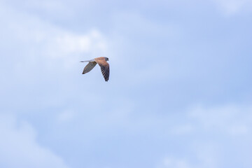 Kestrel (Falco tinnunculus) widespread bird of prey found across Europe Asia and North Africa in...