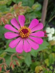 Obraz premium Vibrant Pink Zinnia Bloom A Close-Up View of Nature's Beauty in Full Sunlight
