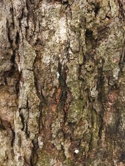 Close-up of rough tree bark texture with natural cracks and earthy colors. Ideal for nature backgrounds, wood textures, rustic design elements, or organic surface patterns