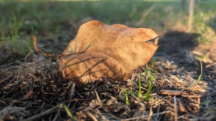Sunlit leaf in the grass