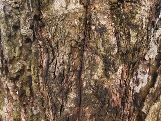 Detailed texture of rugged tree bark with natural cracks and earthy tones. Great for wood backgrounds, rustic surfaces, eco textures, and natural organic design elements