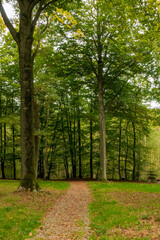 Obraz premium autumn in the forest