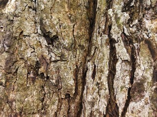 Close-up of natural tree bark texture with cracks, rough surface, and earthy tones. Perfect organic background for nature, eco-friendly, rustic, and forest-themed design or patterns