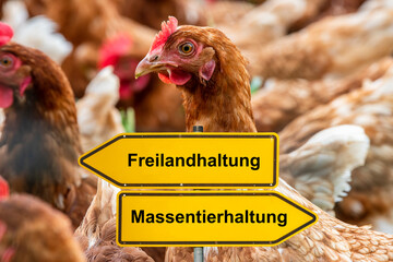 Vor dem Portrait freilaufender Hühner auf der Wiese steht symbolisch ein Wegweiser, der in...