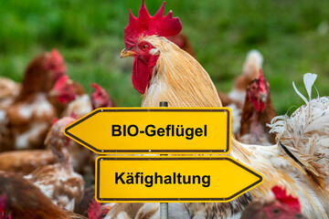 Vor dem Portrait freilaufender Hühner auf der Wiese steht symbolisch ein Wegweiser, der in...