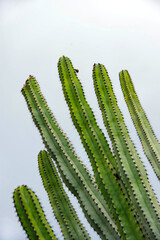 Tall Candelabra Cactus Euphorbia under cloudy sky