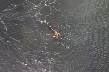 The Giant Golden Orb Weaver, known for its striking golden silk and large size, spins intricate webs in forests and gardens, showcasing nature’s artistry and playing a vital role in the ecosystem.