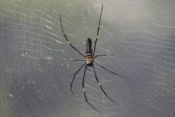 The Giant Golden Orb Weaver, known for its striking golden silk and large size, spins intricate...