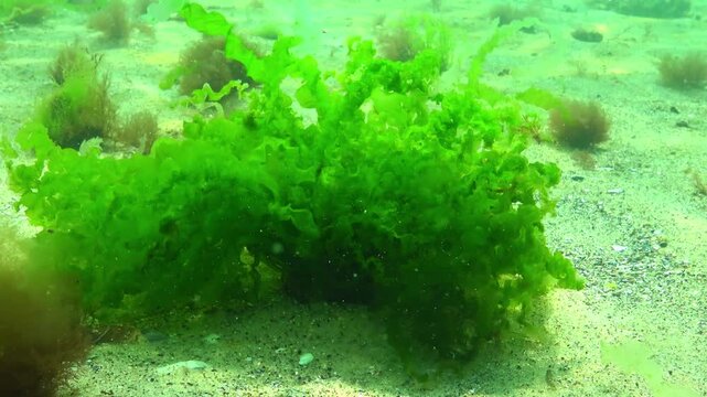 Black Sea algae, green algae Ulva Enteromorpha grow and sway on rocks near the shore