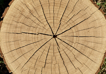 Detailed wood grain texture showing tree rings and cracks, perfect for natural designs and backgrounds