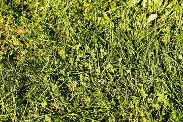Fresh green grass texture. Natural lawn surface with clover leaves. Closeup of grass field...