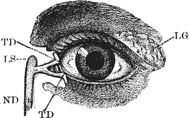 Detailed human eye anatomy illustration iris pupil