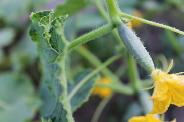 Fresh cucumbers growing in the garden, with yellow flowers and detailed leaves