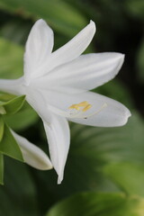 Delicate White Hosta Flower in Bloom, Close-up View