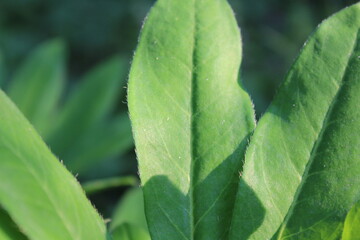 Close-up of vibrant green leaves, capturing natural sunlight and texture details