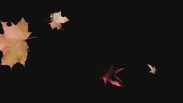 Falling autumn maple leaves on black background, colorful seasonal foliage in motion, nature design element, vibrant orange red yellow leaf pattern, elegant decorative fall concep
