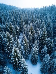 Obraz premium Aerial view of a snowy forest filled with evergreen trees, creating a serene winter landscape. Ideal for nature and seasonal themes.