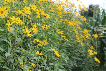 Vibrant Yellow Jerusalem Artichoke Flowers in Bloom