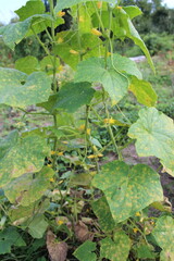 Cucumber plant with yellowed leaves due to disease. cucumber disease