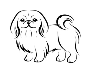 image of an dog Pekingese jpg on white background