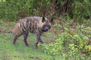 Striped hyena (Hyaena hyaena) at Kharpudi, Maharashtra, India