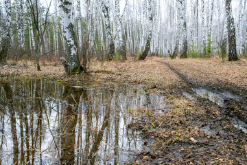 a big puddle in the forest, autumn and lots of water