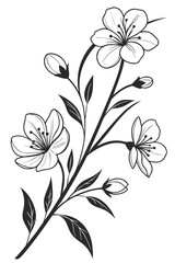 Elegant black and white line art illustration of cherry blossom branches with blooming flowers and buds