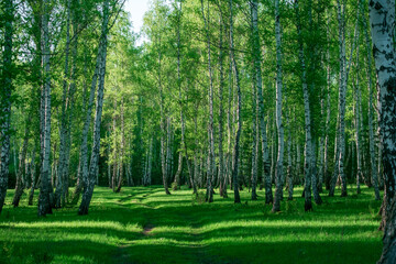 landscape inside a birch grove on a summer day