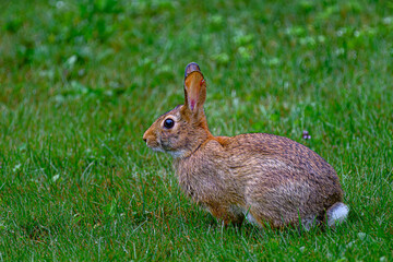 A curious cottontail rabbit pauses in the lush green grass, its dark eyes wide with alertness....