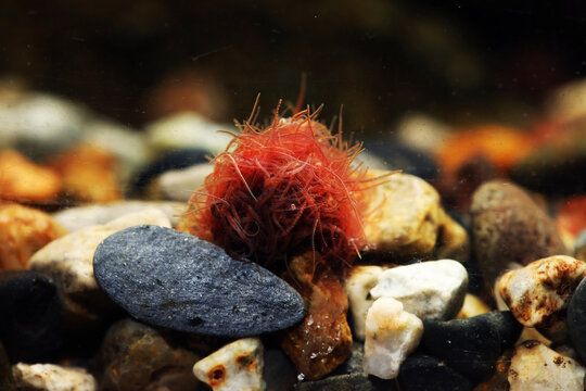 Sludge Worm (Tubifex tubifex)