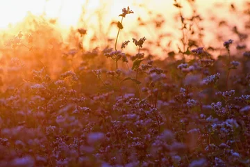 Fototapete Rund Tiefes Orange Buckwheat fild in the golden sunset light.  © Tunatura