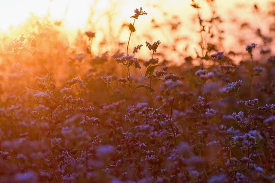 Buckwheat fild in the golden sunset light.