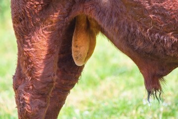 Bull testicles close up - livestock animal body detailed view