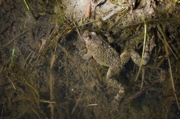 Yellow-bellied Toad (Bombina variegata) resting at the water surface in a small pond, uncommon species in Czech nature.