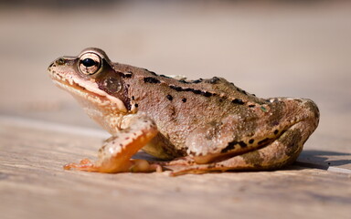 Common Frog (Rana temporaria) resting on wooden surface, widespread species in the Czech Republic.