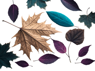 Fallen leaves muted brown deep purple teal isolated on a transparent background autumn