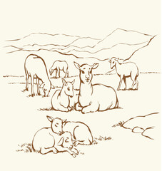 Vector drawing. Small sheeps lay at the field